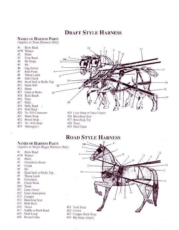 Horse Harnesses And Names Of Parts